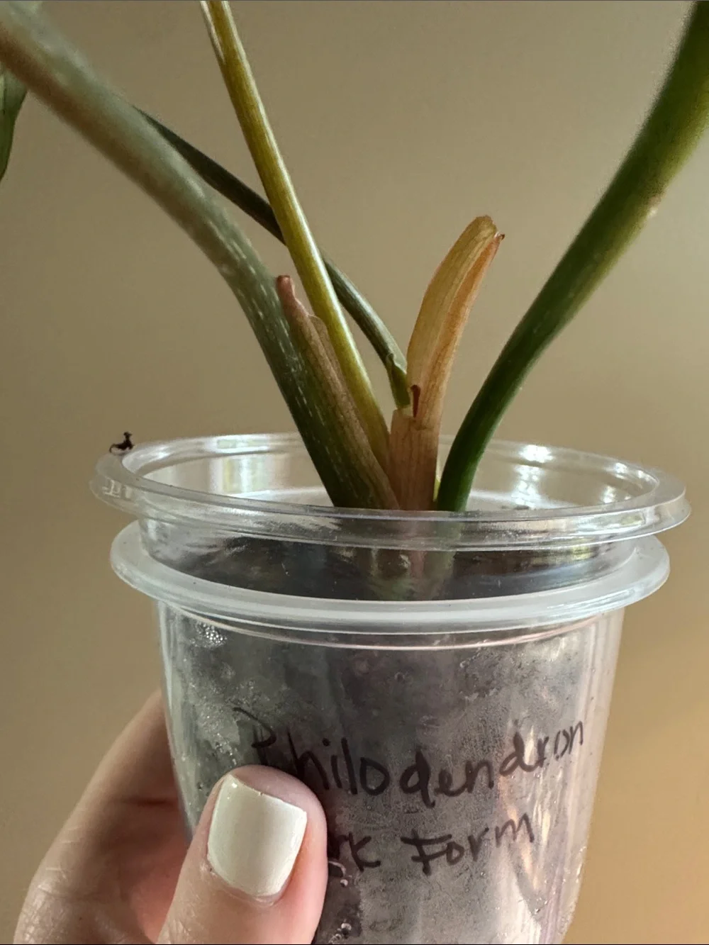 Philodendron Gloriosum Rooted plant🪴